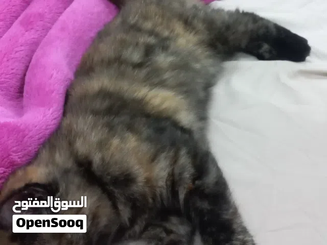 قطة صغيره للتبني