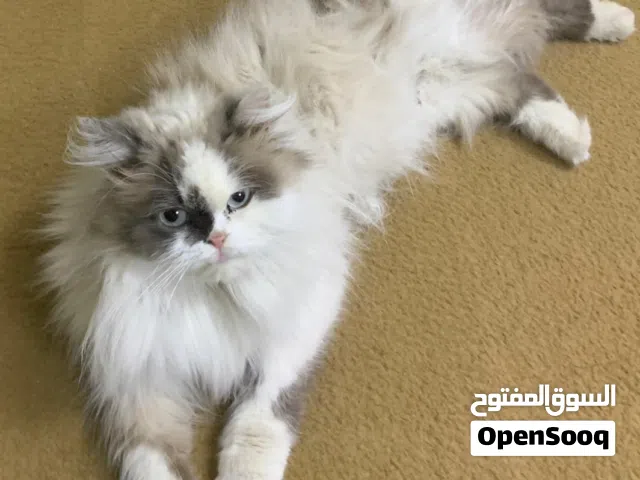 قطط للتبني