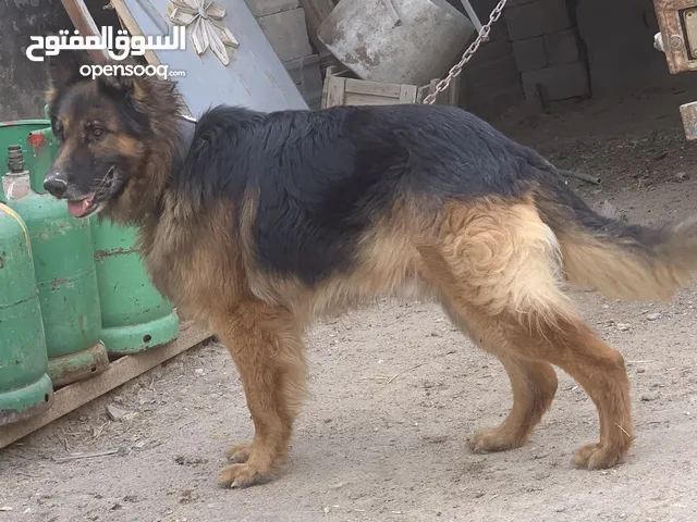 نثيه وذكرثنين