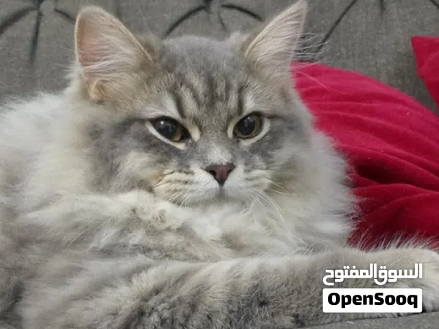 قط ذكر معروض للزواج