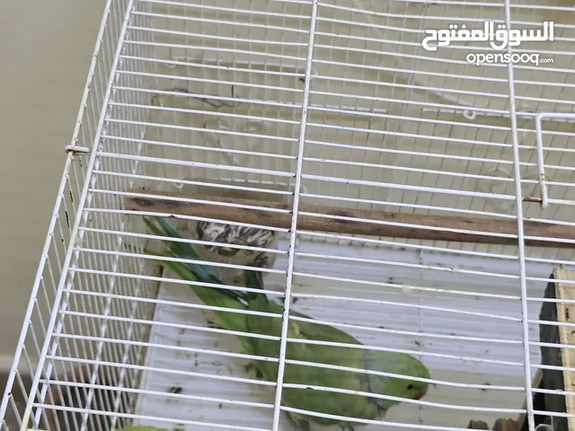 Talking parrots male and female