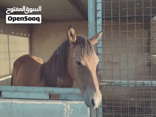 للبيع فحل عمر سنه ونص بفهمش فيهن ادفع بحق الله وشيل