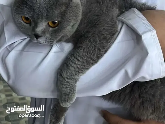 قطه سكوتش فولد للبيع