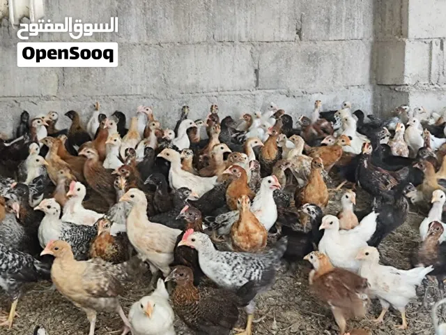 يتواجد لدينا دجاج عماني العمر من ثلاثه شهور الى اربع شهور