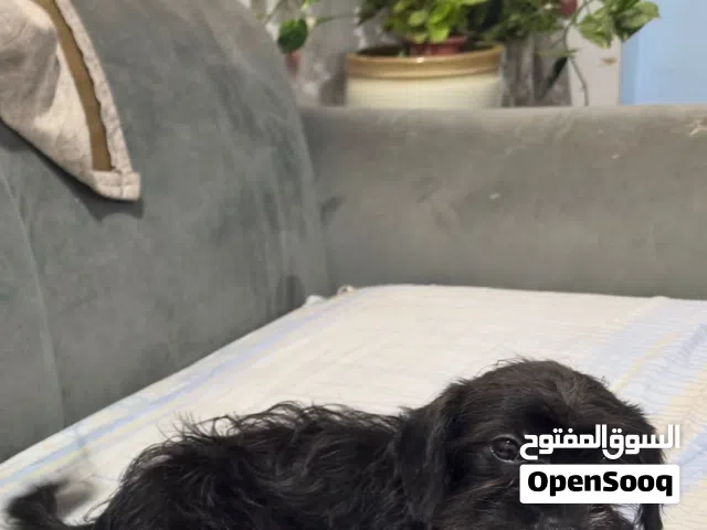 نثيه مالتيبودل