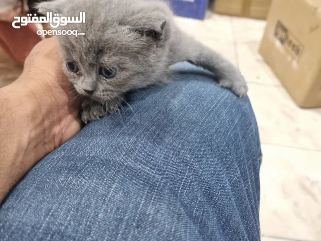 scottish fold cat