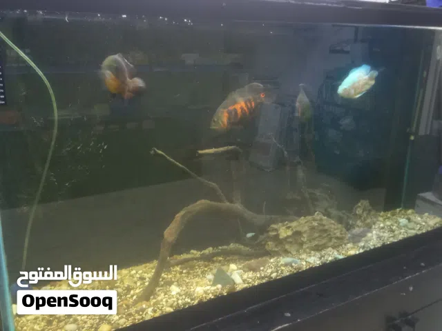 حوض سمك مع طاوله قياس 150سم
