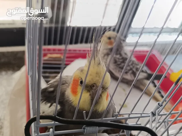 كوكتيل جوز ذكر وأنثى عمر 9 شهور
