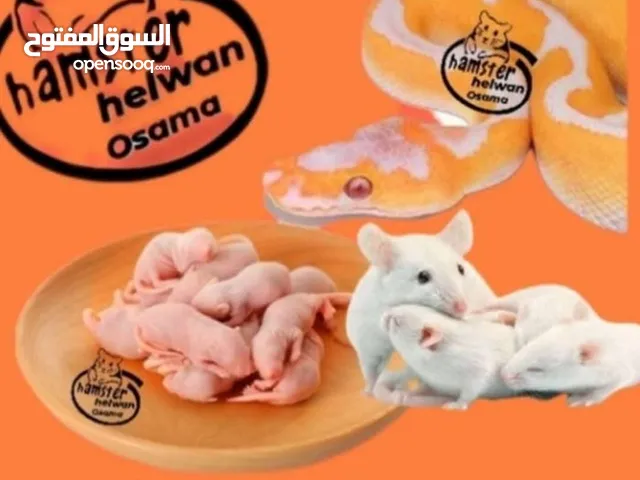 رات تجارب كلمني واتي