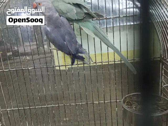 طيور للبيع