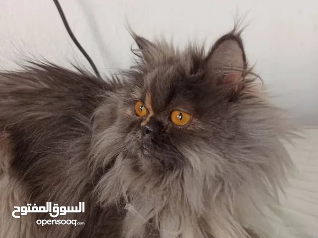 قطه انثى شيرازي للبيع لمكان تاجوارء