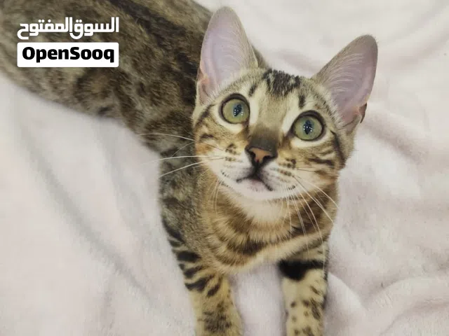 للبيع على السوم قطوه نثيه بنغال