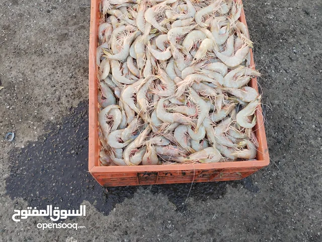 السمک بحری