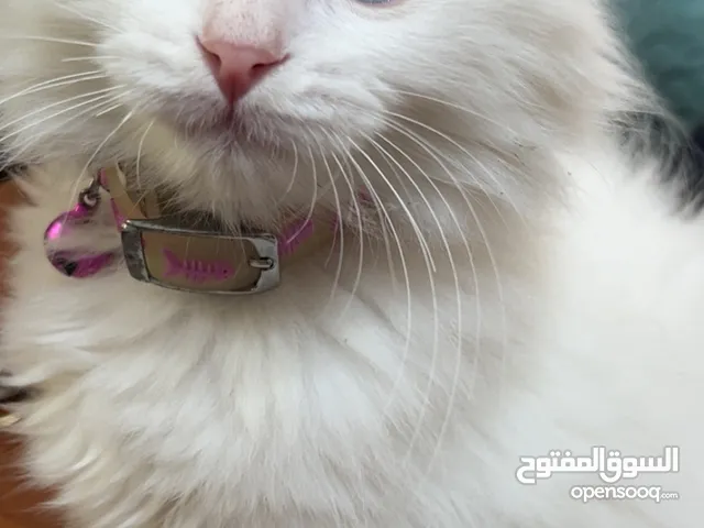 قطه شيرازي