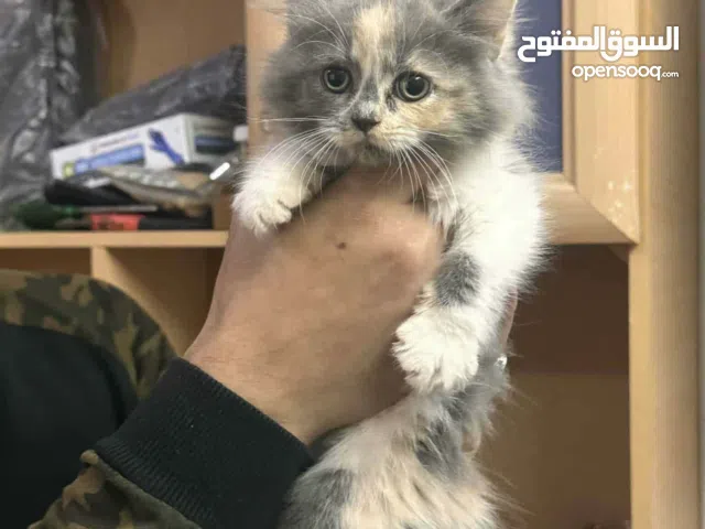 قطه شيرازي 5 شهور مع كامل اغراضها لون مميز