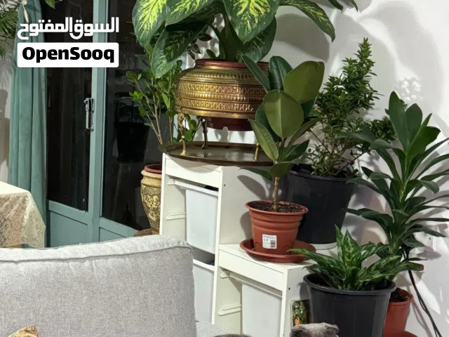 قط ذكر اسكوتش فولدر