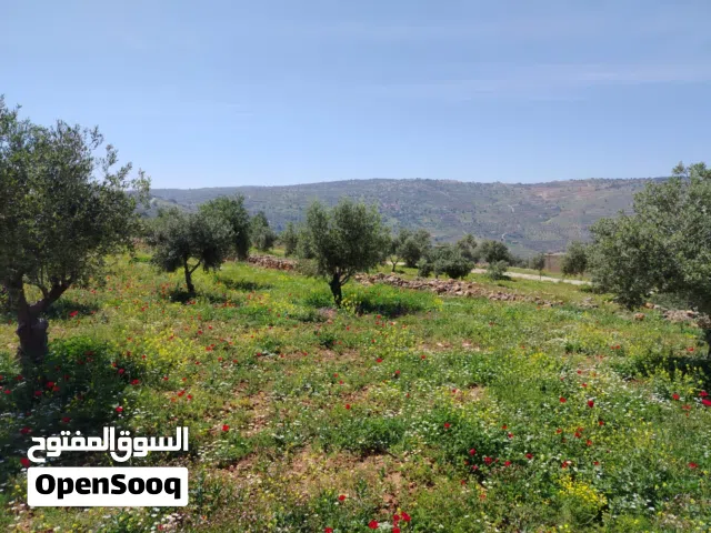 Farm Land for Sale in Salt Al Subeihi