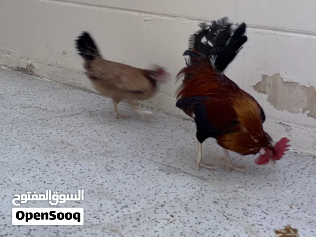 للبيع دجاج عربي قديم