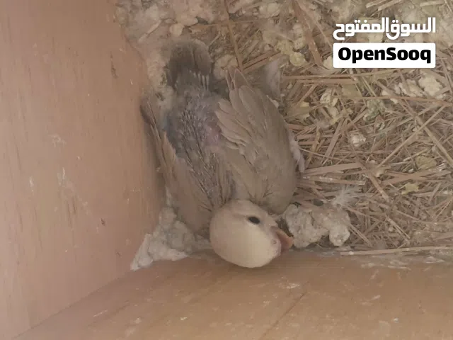 فرخ برقديلوا للبيع