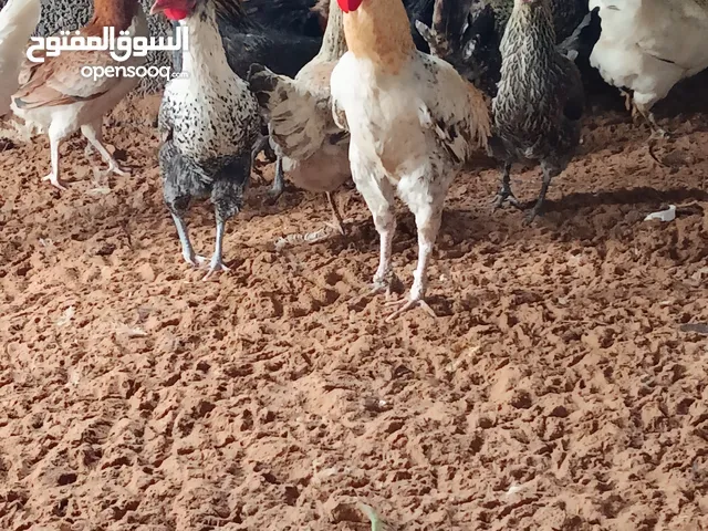 دجاج عربى....