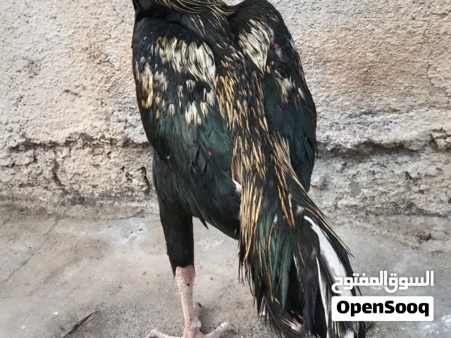 بیور اصیل دیک پاکستانی للبیع موقع ازکی