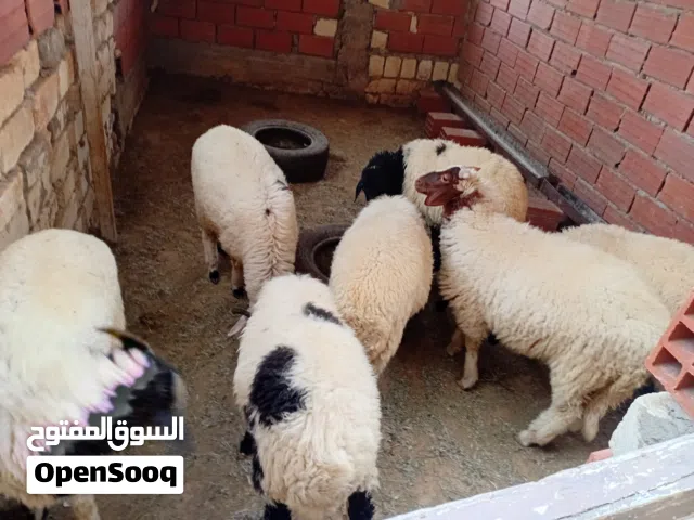 خرفان للبيع