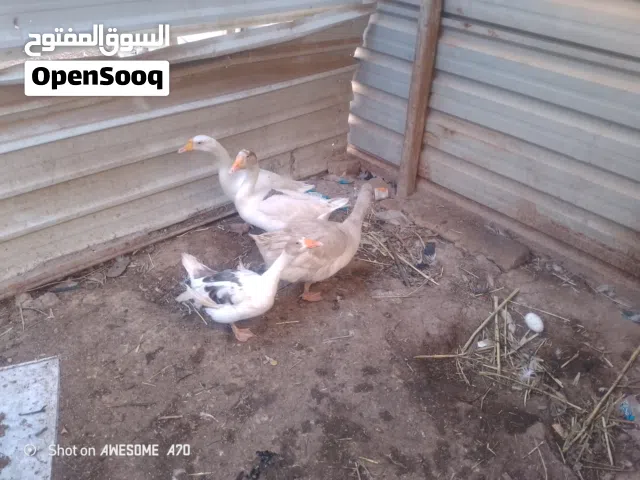بطات بياضات لبيع شلع   وكدامكم البيض