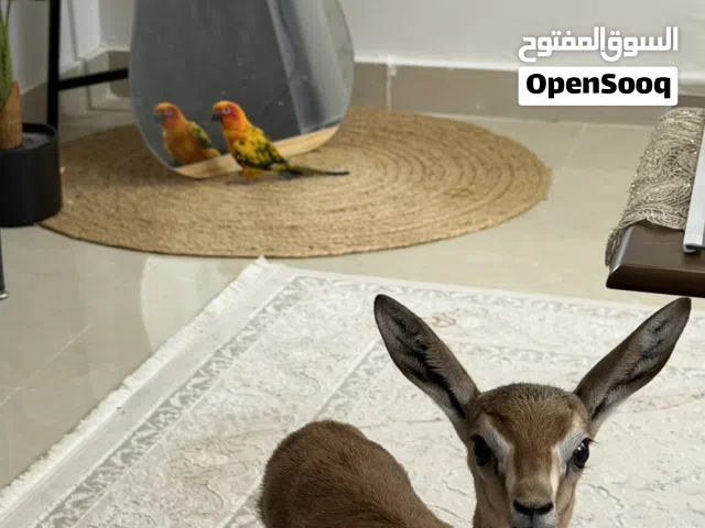 غزال ديماني