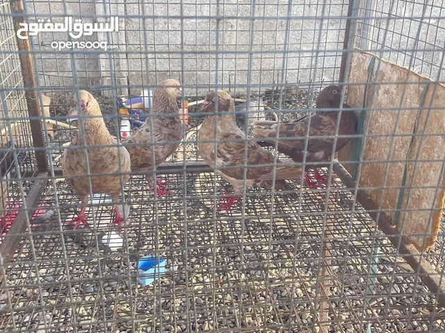 للبيع حمام مدينه ولاحم