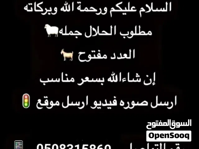 مطلوب الحلال الجمله العدد مفتوح التربية  و زبايع و اضاحي