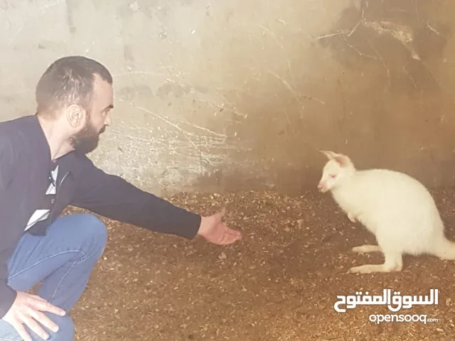 تدريب مميز لجميع أنواع الكلاب