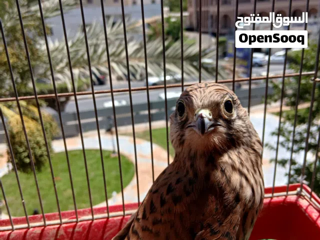 طير الصقر ( العوسق) للبيع.