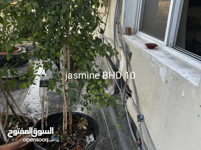 plants for sale well maintained