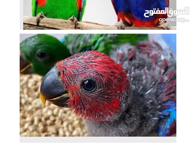 فروخ اكلكتس كوكاتو