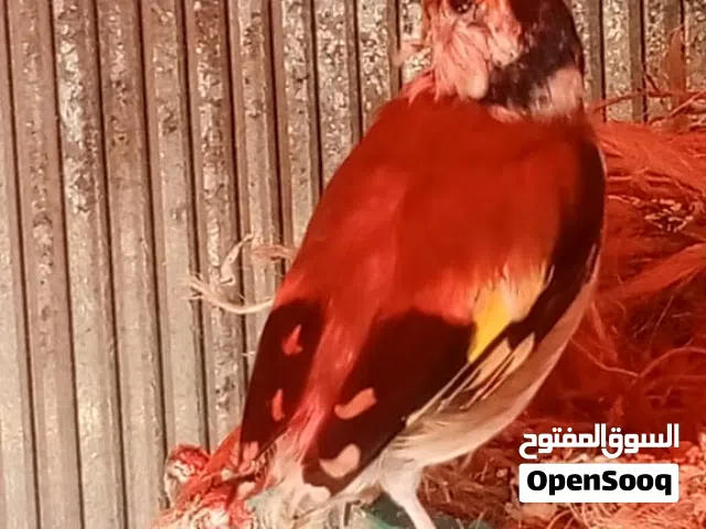 حسون بلدي عصافير للبيع