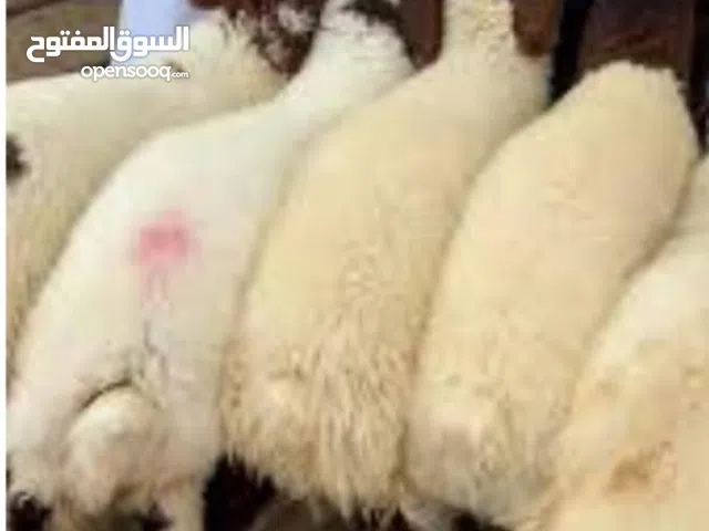 غنم خرفاان  نجدي  نعيمي طلياان طيبه