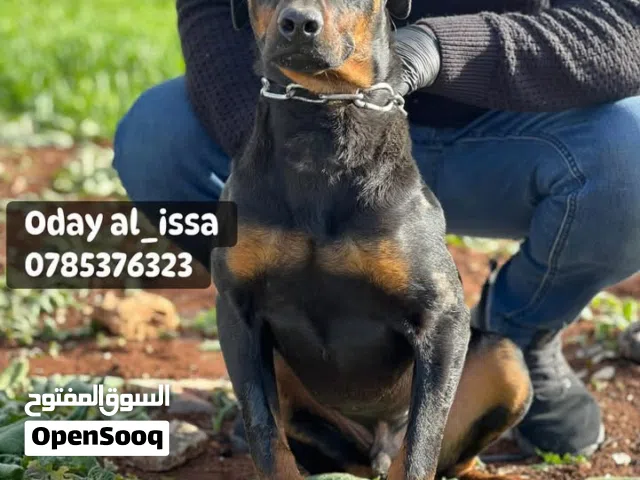 جرو دوبرمان