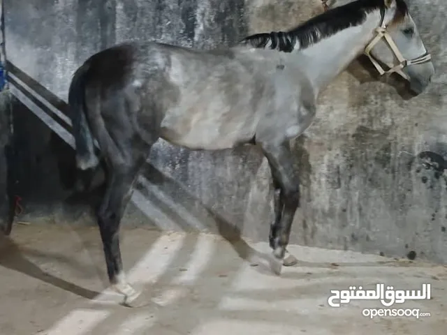 فرس قفز حواجز للبيع