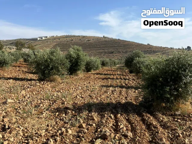 Farm Land for Sale in Mafraq Dahl