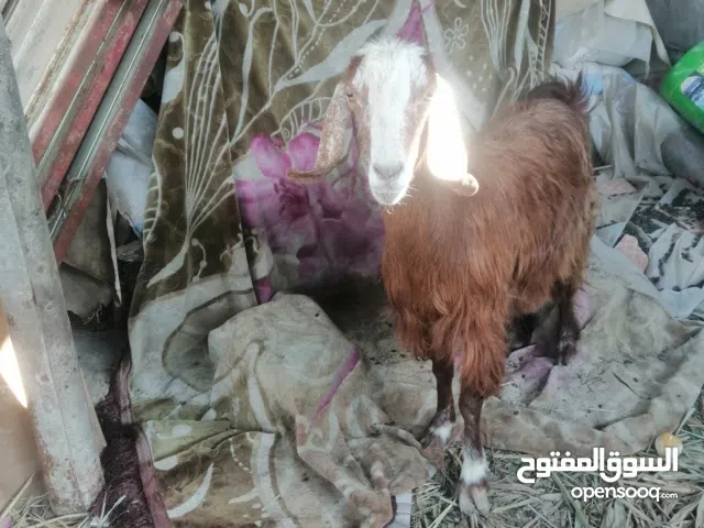 صخله مضربه شامي على عربي للبيع