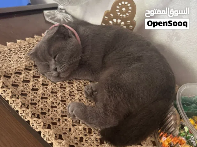 سكوتش عمرها 11 شهر