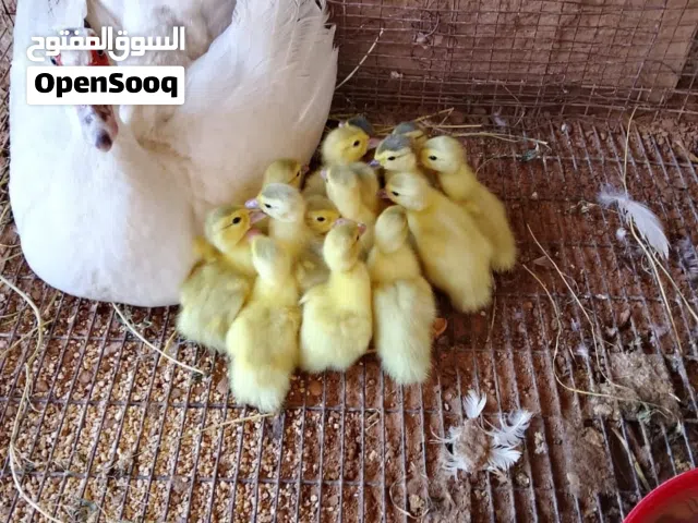 اقرا الوصف