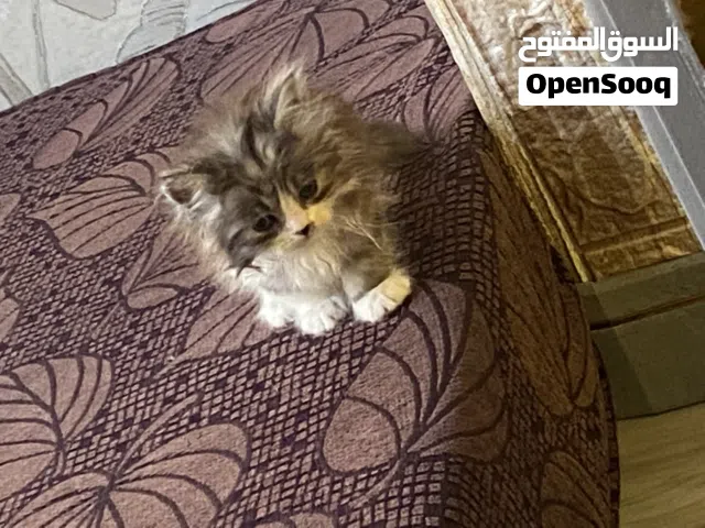 مطلوب قط صغير للتبني الشراء لا يجوز