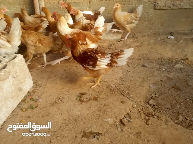 ديوك لوهمن