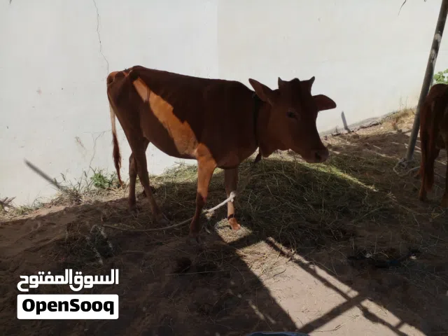 البيع عجلات سمنه فول ممتازة حل تربية او ذبح