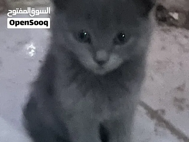 قطط صغيره شيرازي للبيع بسعر رمزي