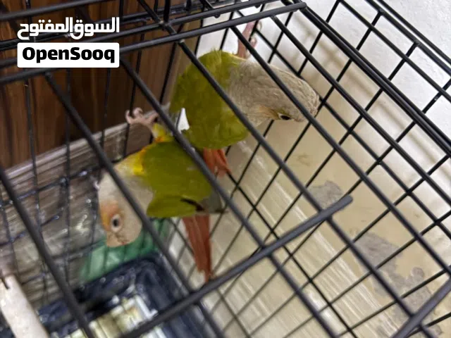 الله همه صلي وسلم وبارك على سيدنا محمد متوفر جوز جرين شيك  طفرات اناناس جوز منتج بضن الله اقراالوصف