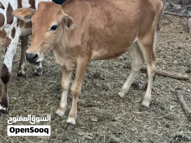 للبيع بقره عمانيه