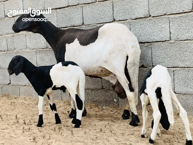 نعجه هجين توميه درجه