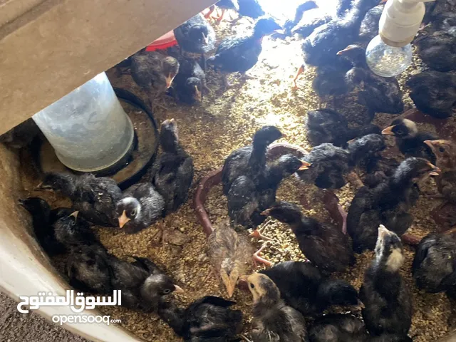 صوص بلدي ولوهمان وفري بياض